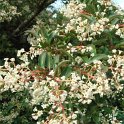 Viburnum x hillierii 'Winton' fleur